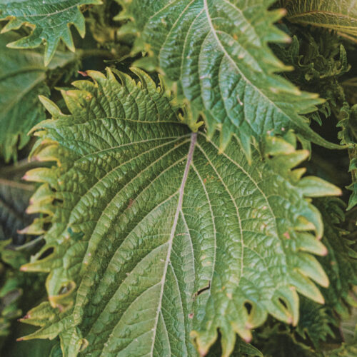 Shiso leaves