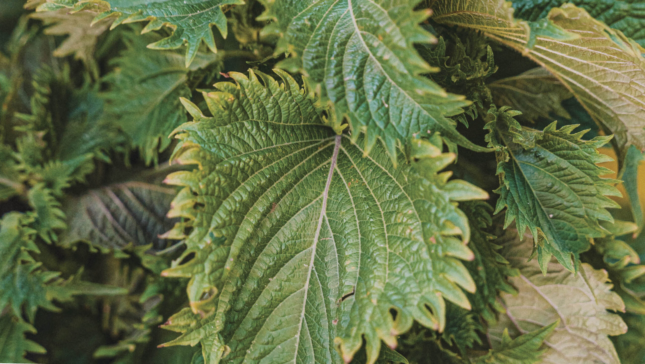 Shiso leaves
