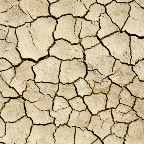 Cracked and dehydrated soil.