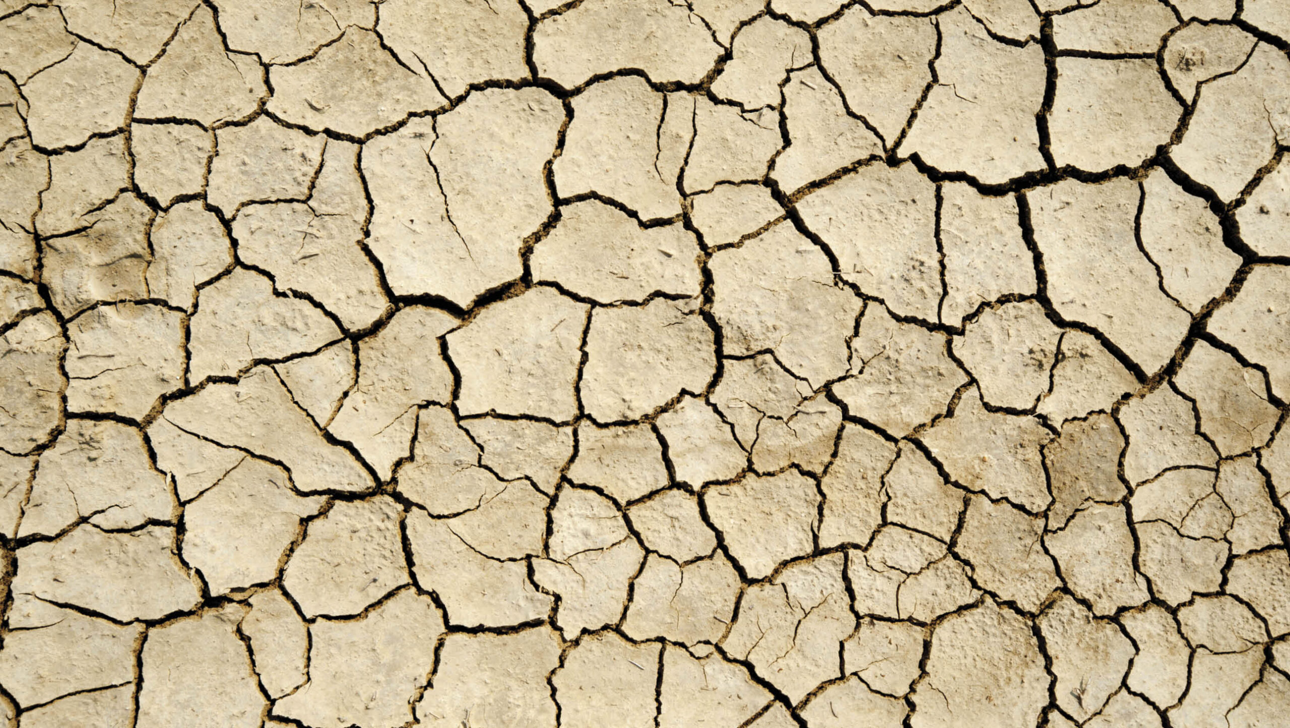 Cracked and dehydrated soil.