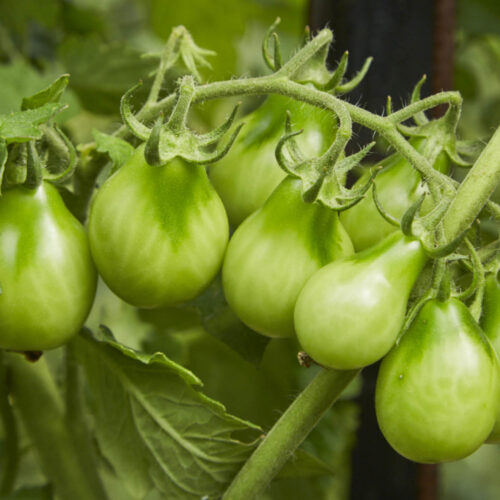 Tomatoes growing on a vine.