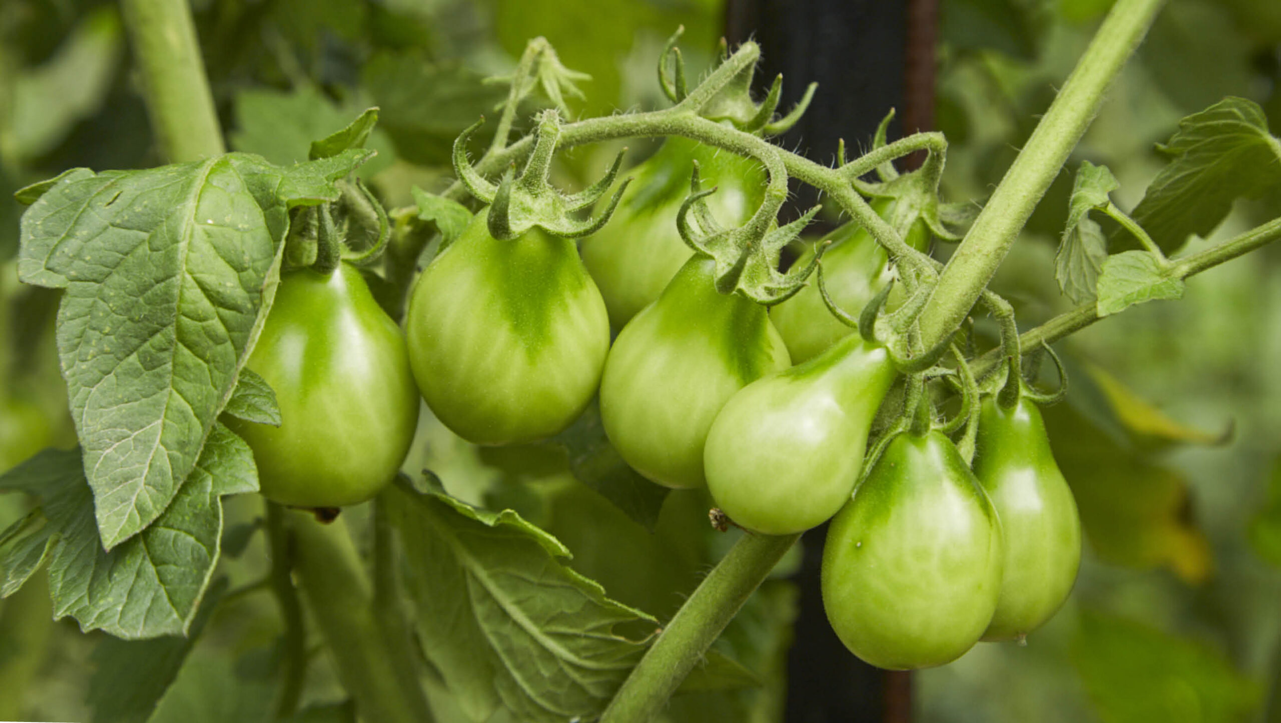 Tomatoes growing on a vine.