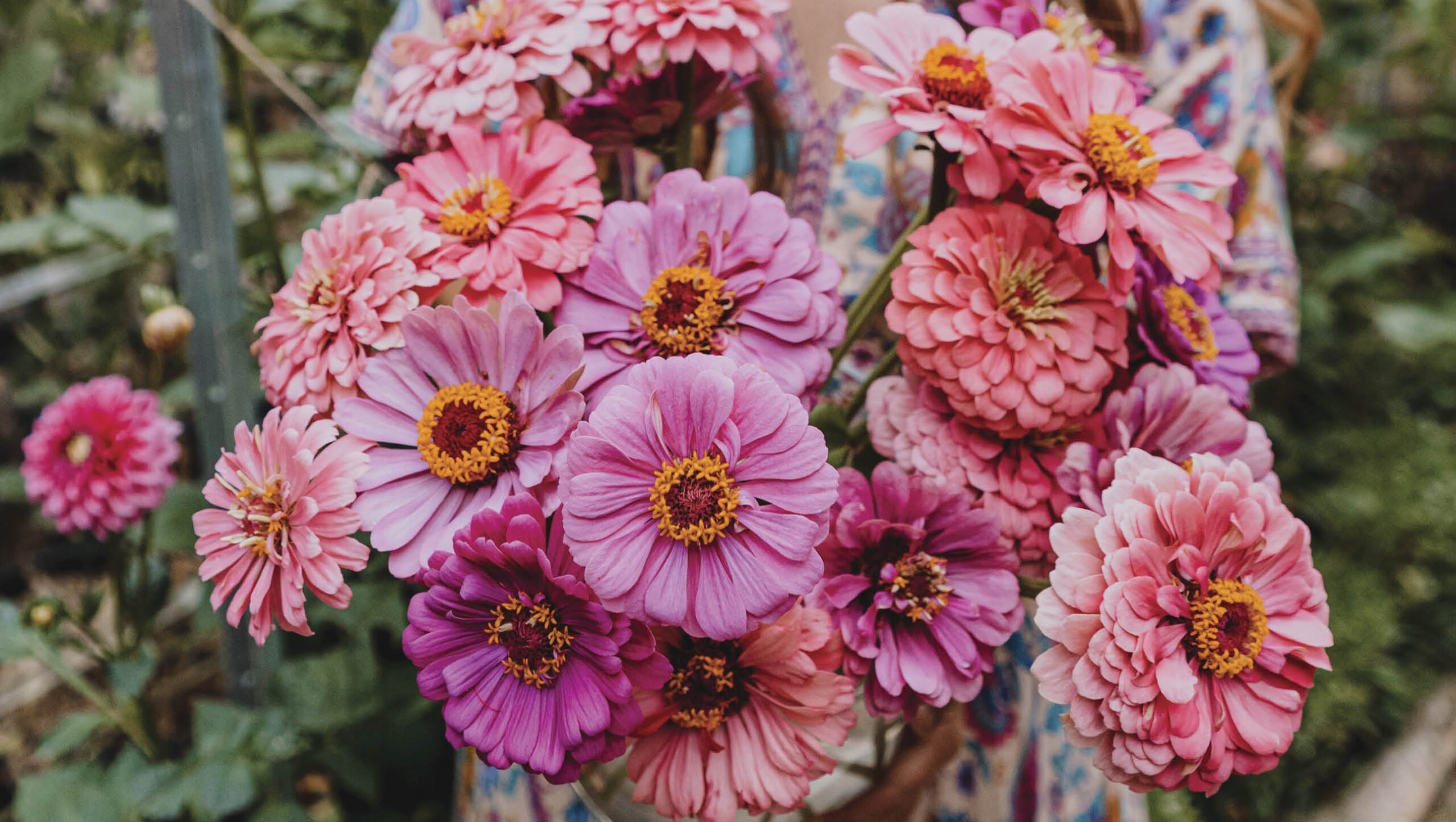 A fresh bouquet of colourful zinnias.