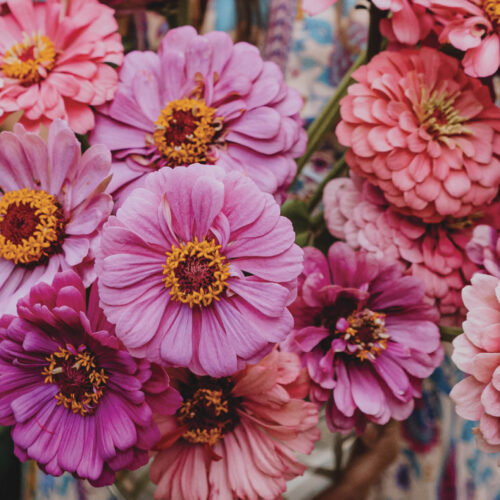 Zinnias