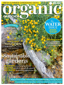 Sticky everlasting daisies tumbling over a rock by the side of a pond.