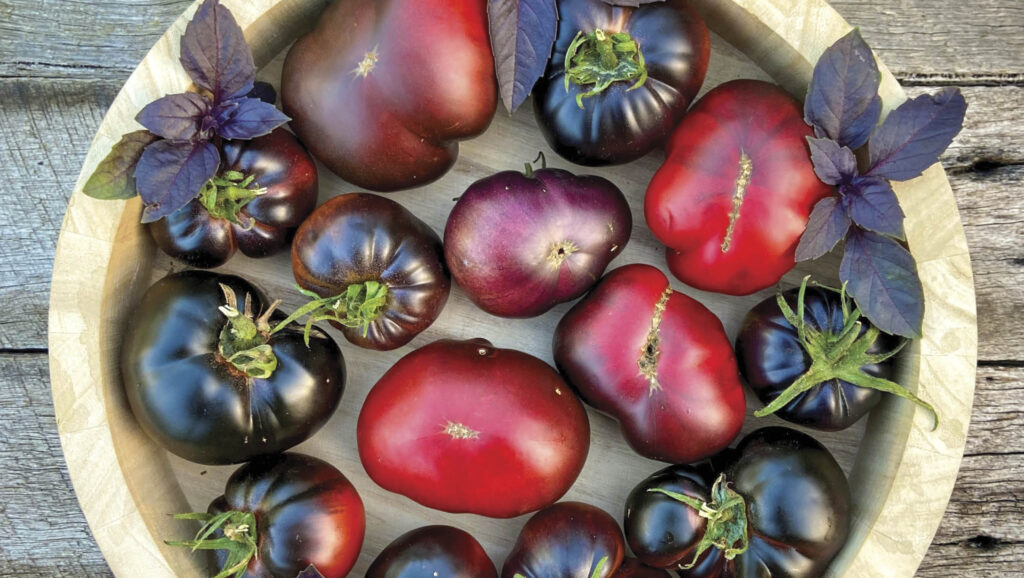 Black Beauty tomatoes in a bowl.