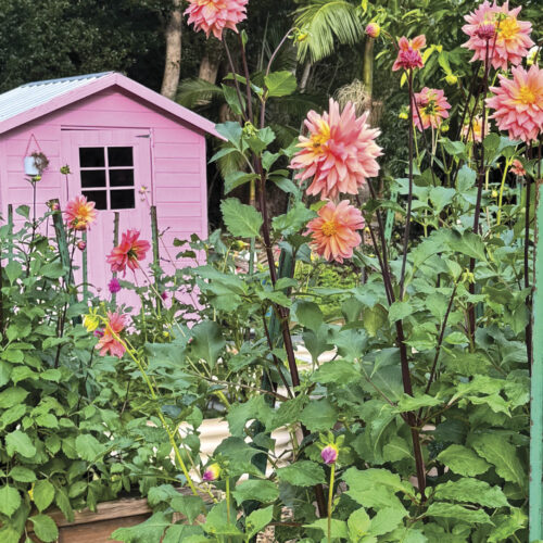 Plum Tree Floral Farm