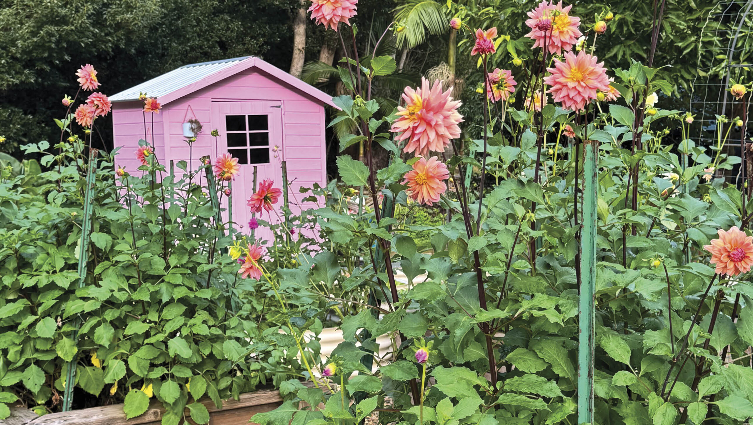 Plum Tree Floral Farm