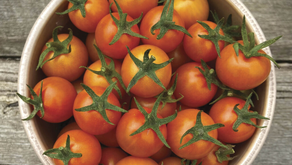 Sungold tomatoes in a bowl