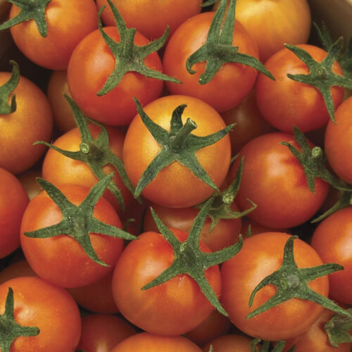 Sungold tomatoes in a bowl