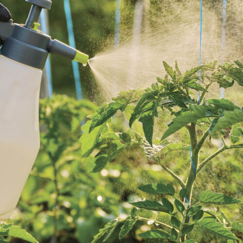 Spraying tomato plants with botanical sprays.