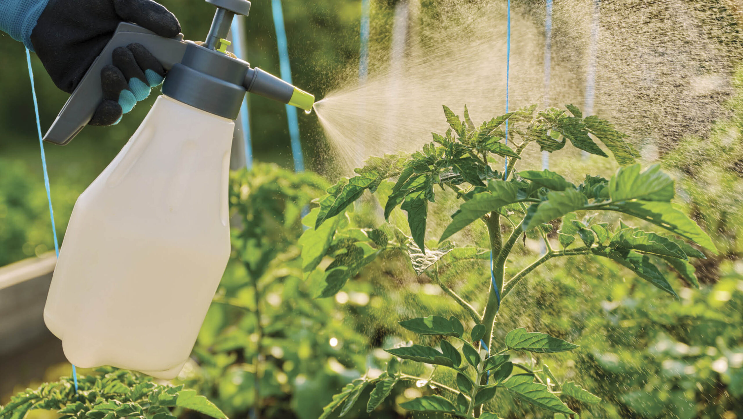 Spraying tomato plants with botanical sprays.
