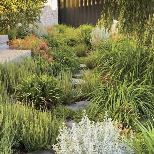 Designing a resilient garden A native garden in Western Australia.