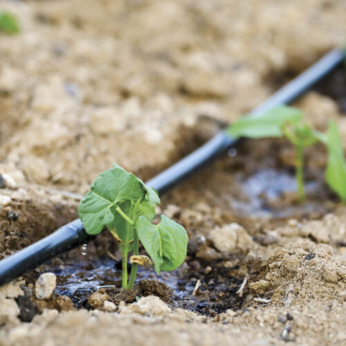 How to improve soil water-holding capacity Dripline watering seedlings.