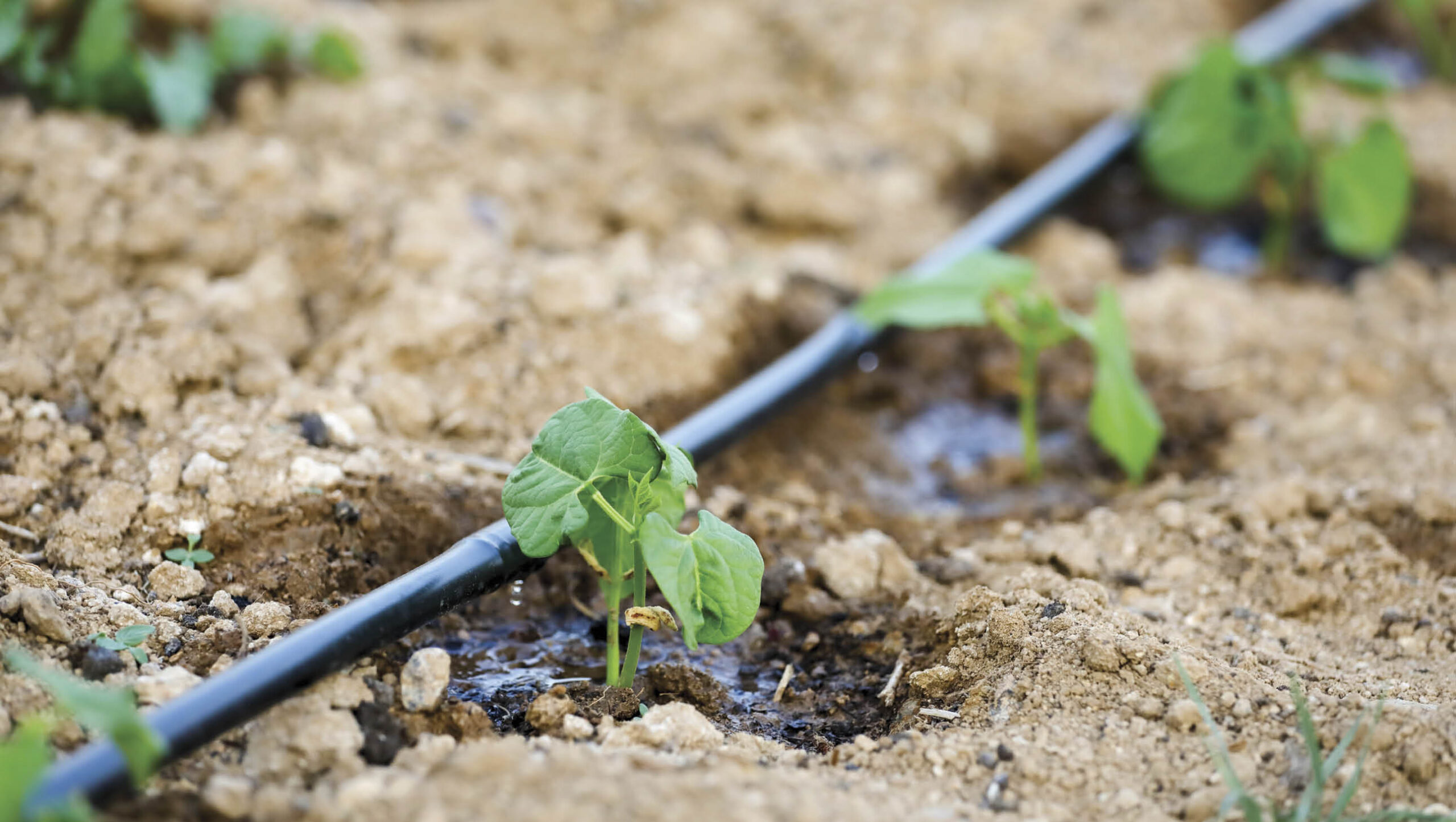 How to improve soil water-holding capacity Dripline watering seedlings.