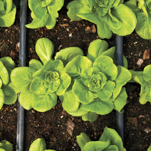 Beat the heat with the water-wise tips in our Early Summer issue: on sale NOW! Irrigation running through a bed of lettuce.