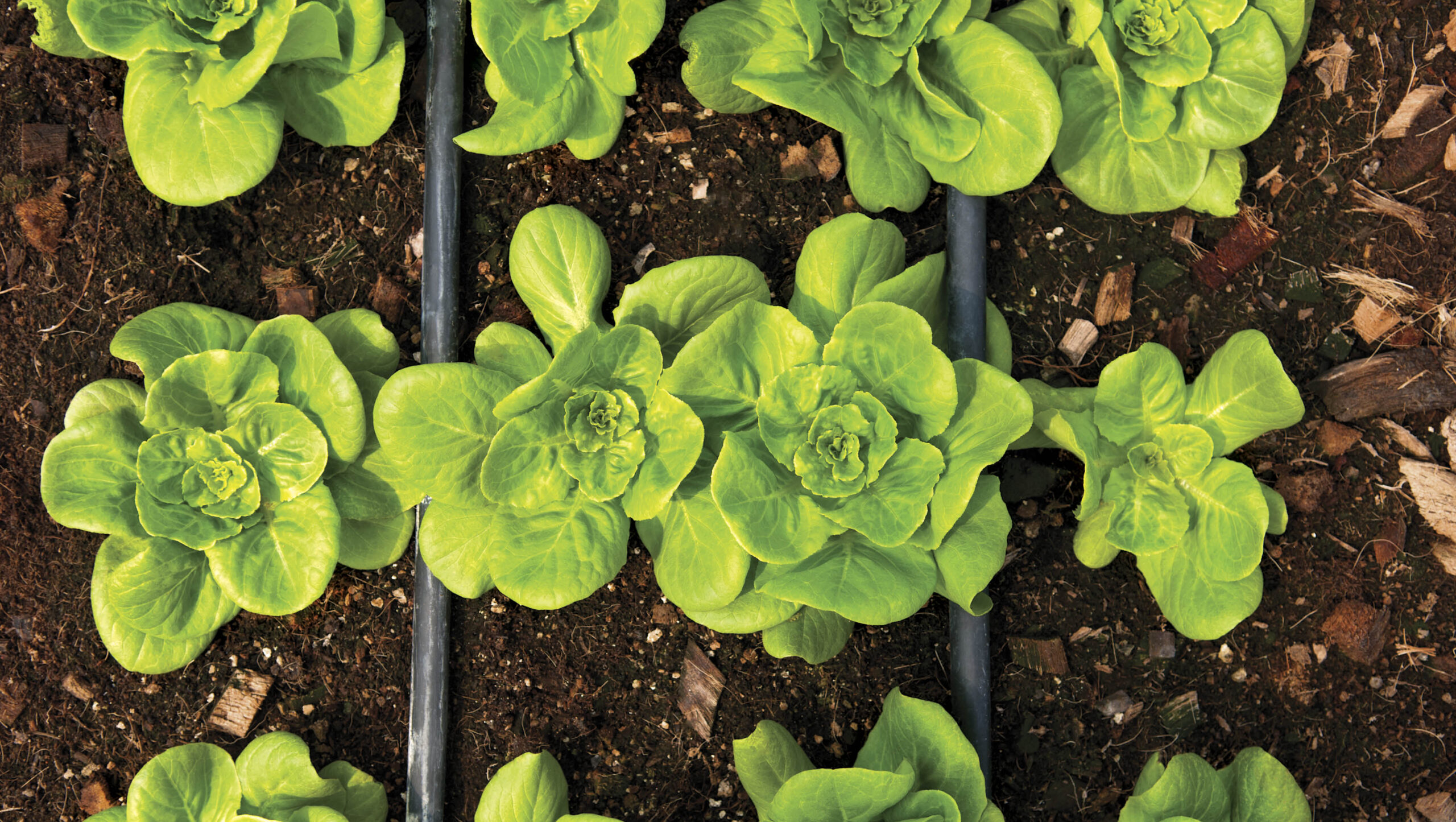 Seedlings growing in a variety of different containers.