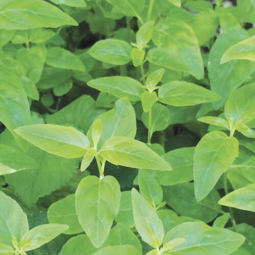 Grow: Native River Mint Native river mint