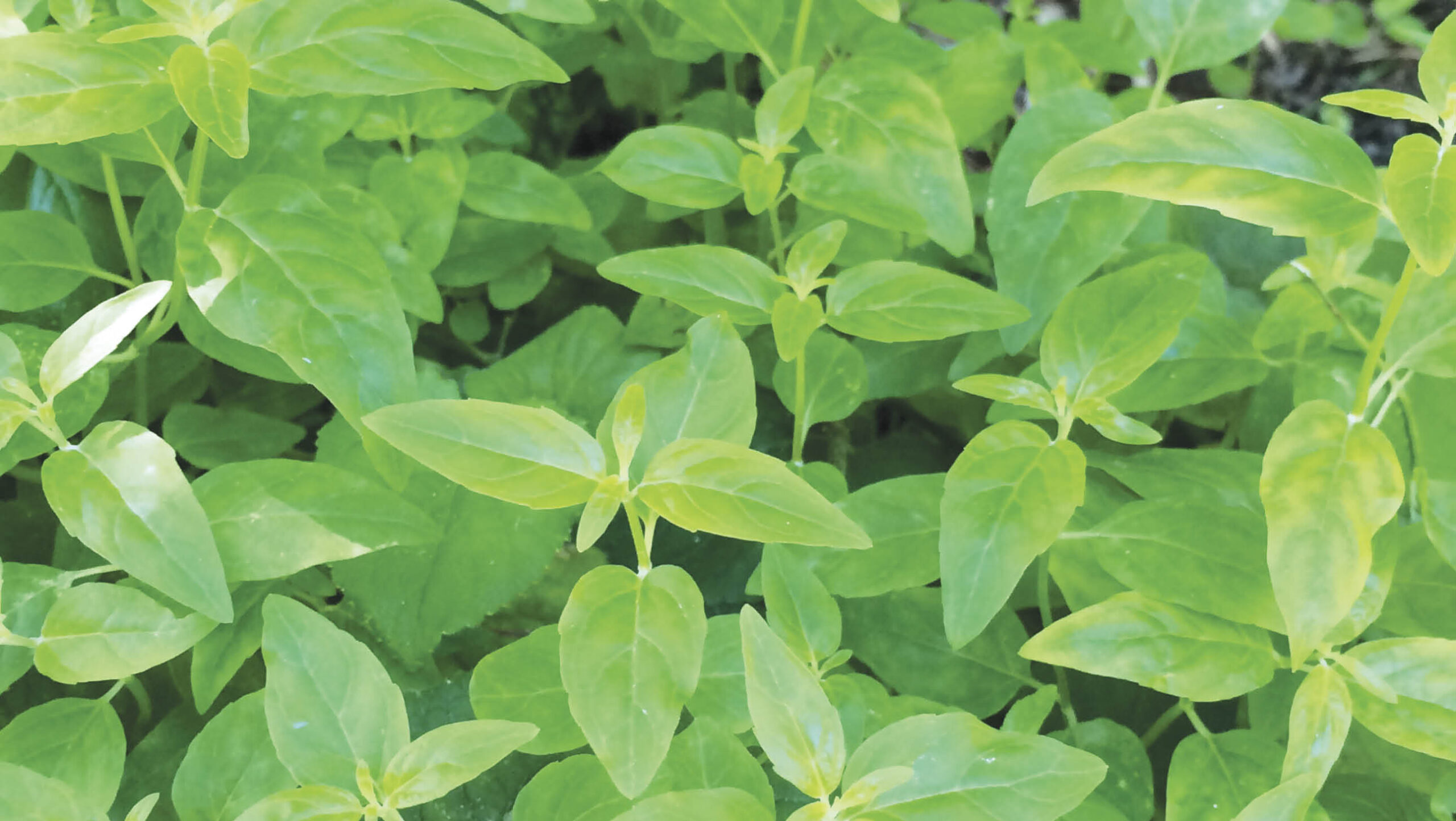 Grow: Native River Mint Native river mint