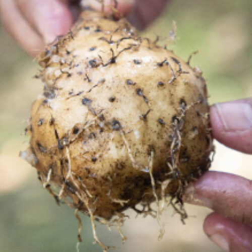 Indigenous yam variety.