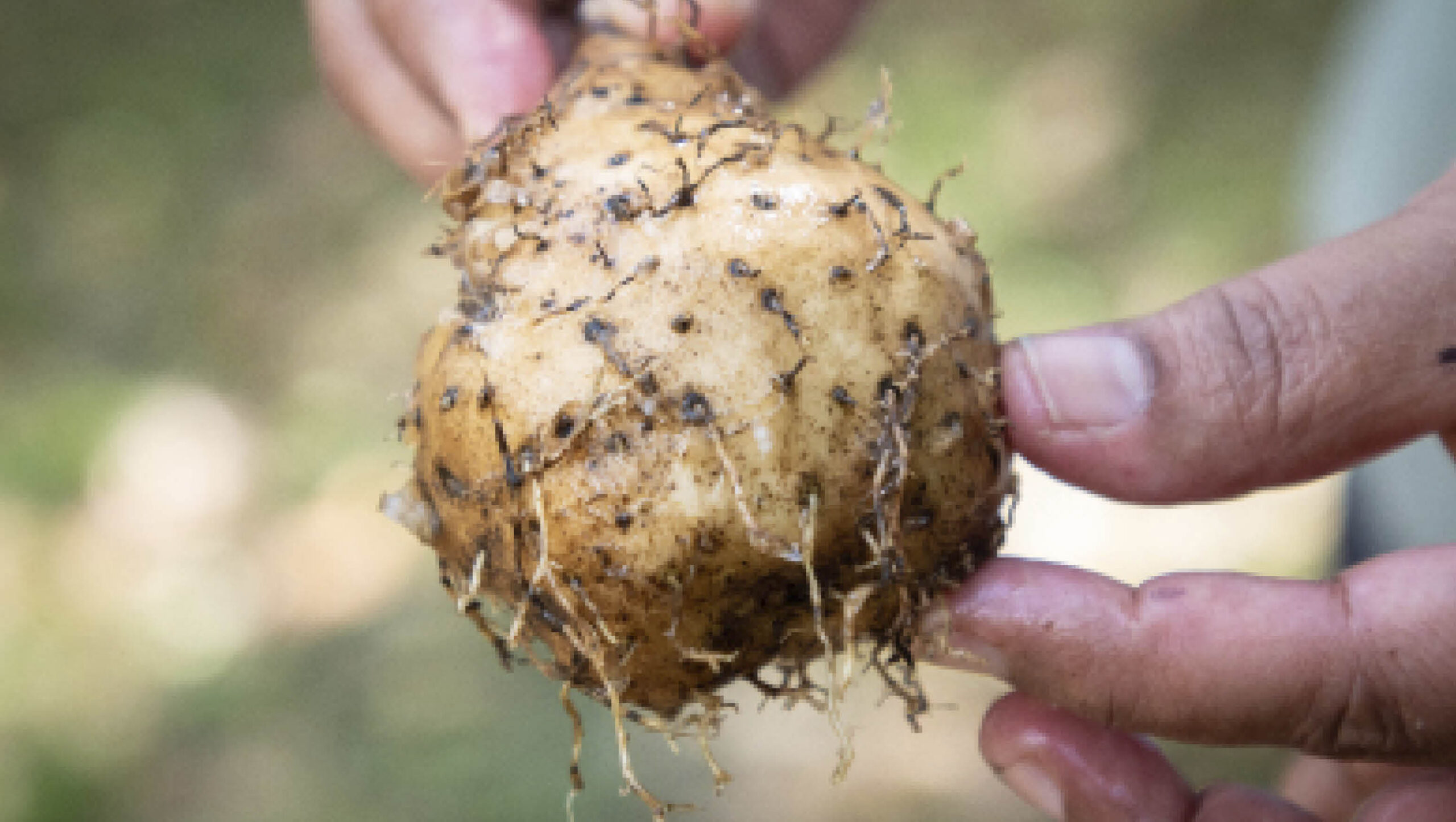 Indigenous yam variety.