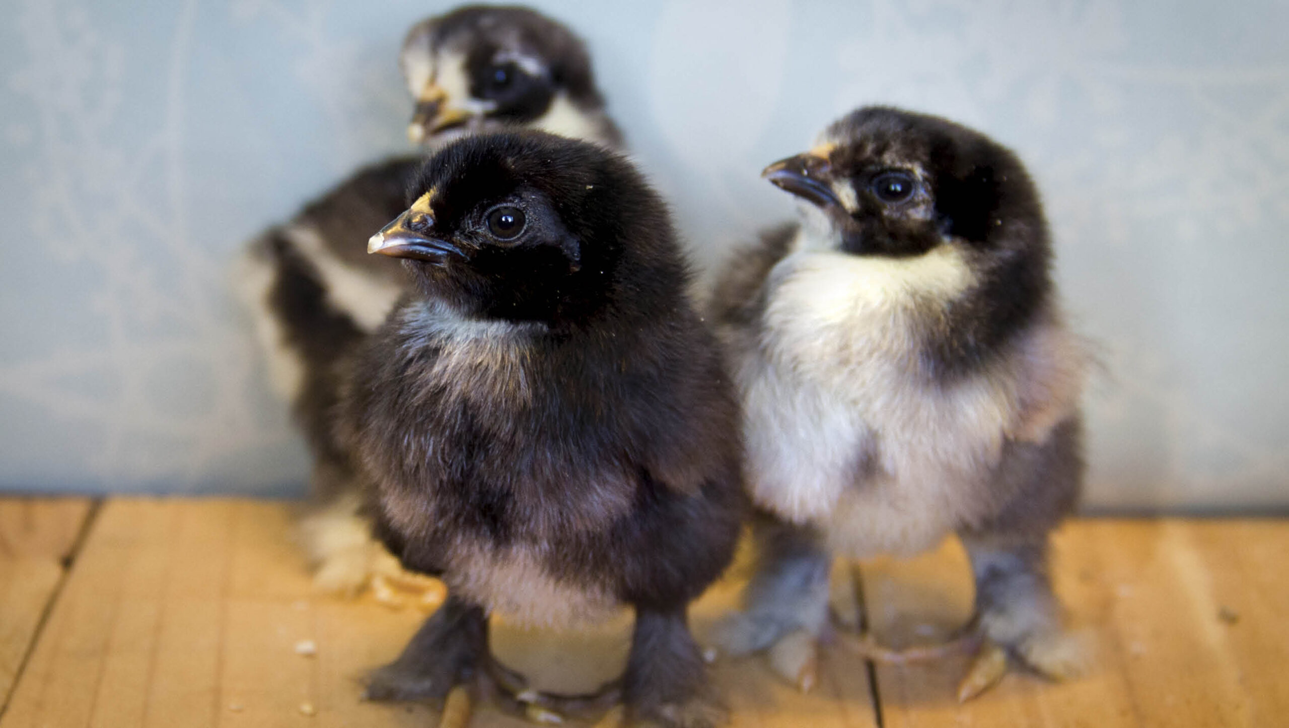 Three chicks