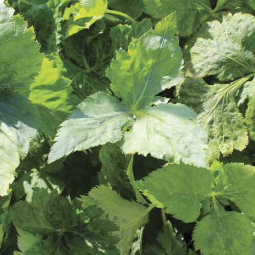 Mitsuba (Japanese parsley)