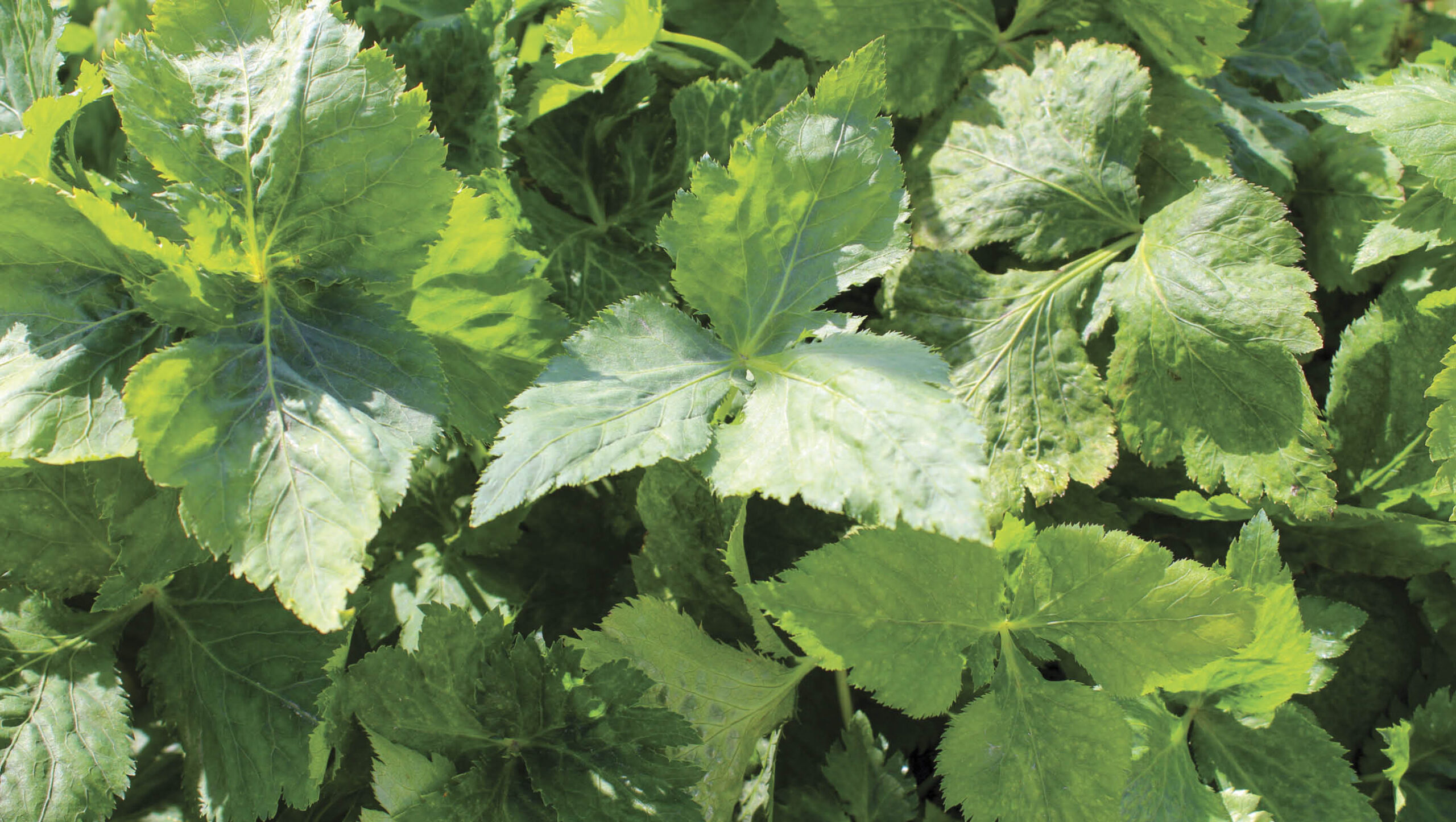 Mitsuba (Japanese parsley)