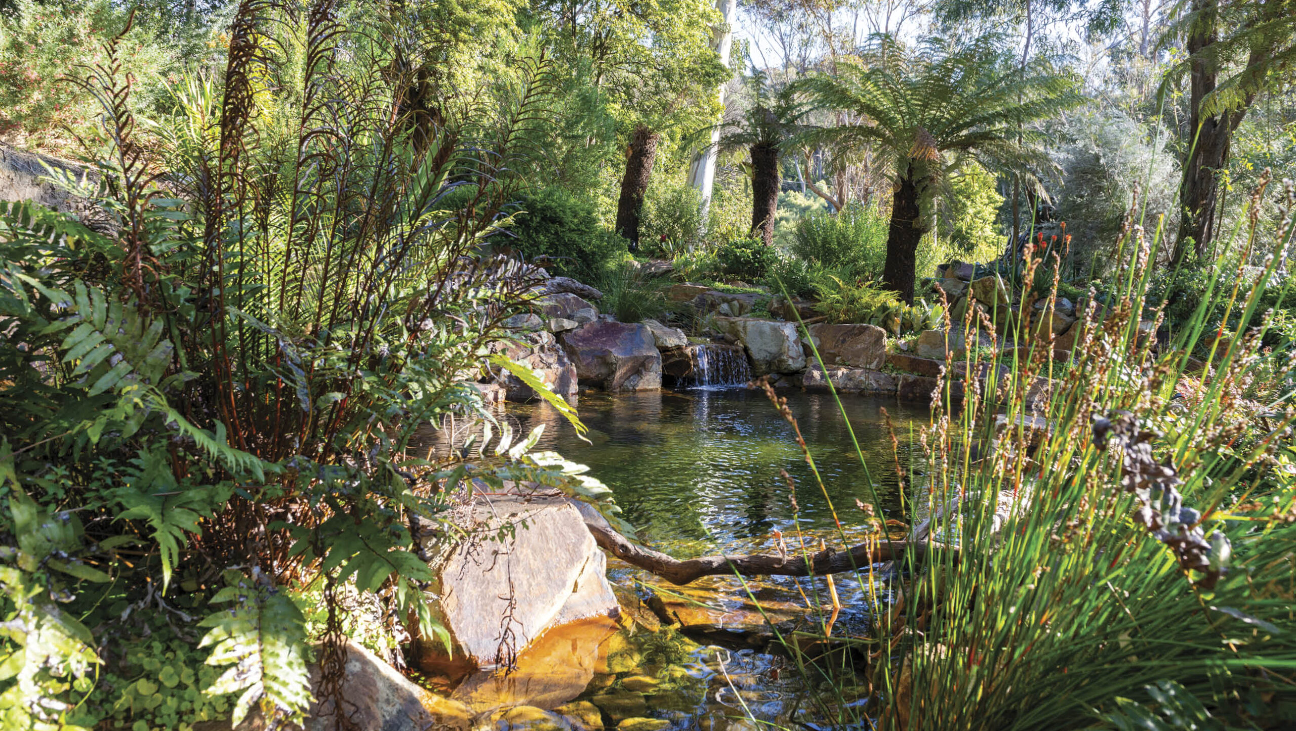 A natural pool surrounded by green plants.