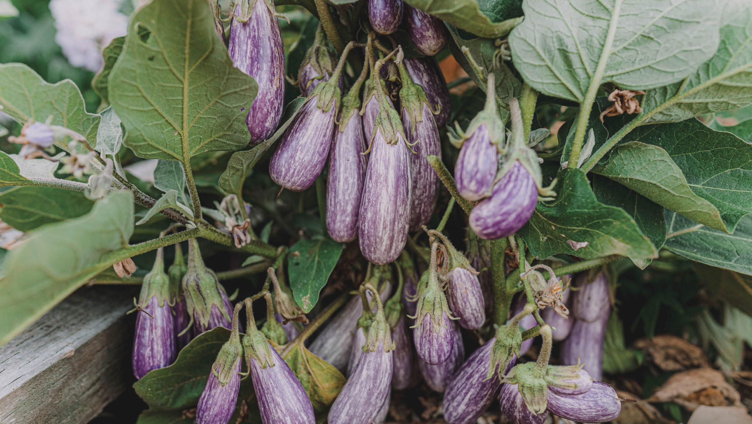 Seedlings growing in a variety of different containers.