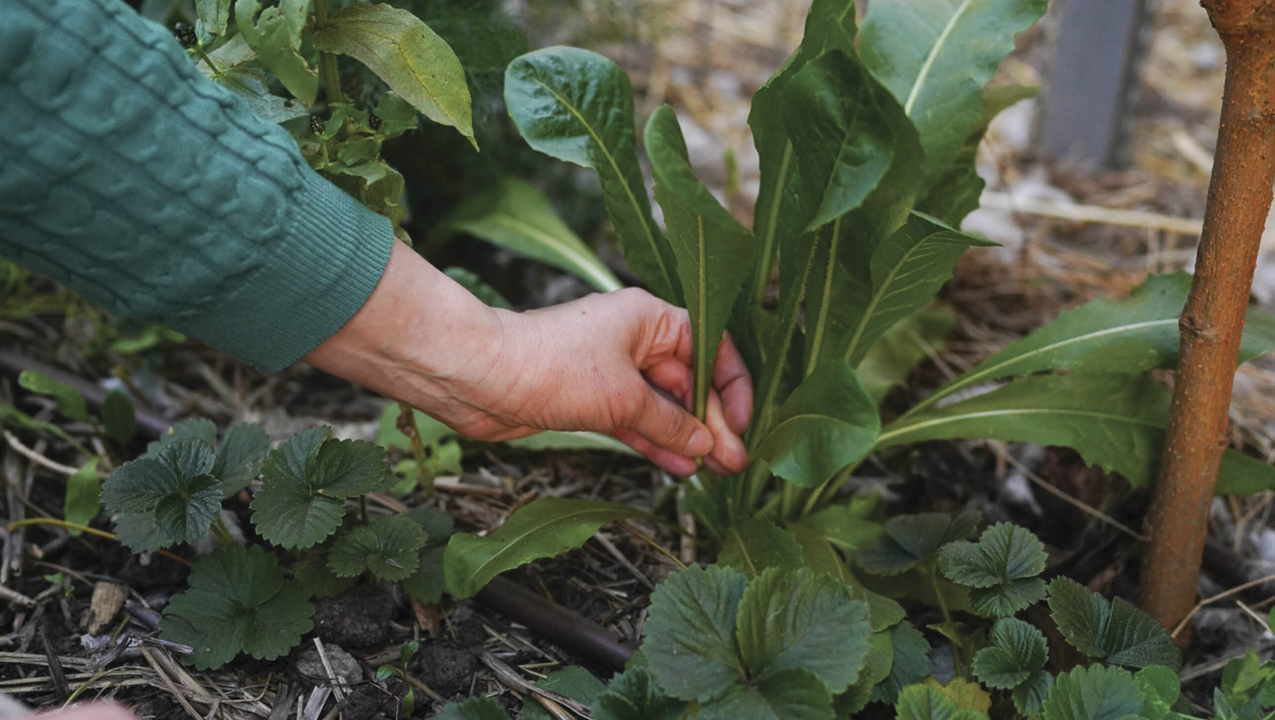 Picking leafy greens from a garden bed