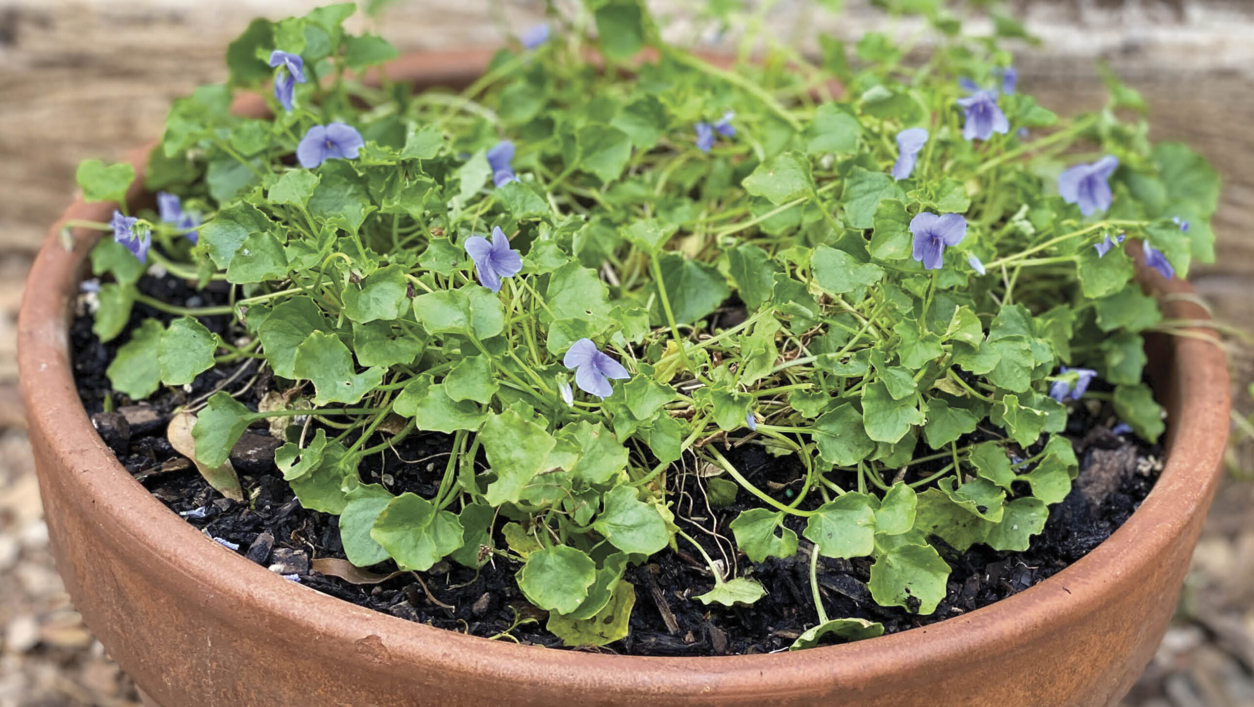 Native violet is an edible native