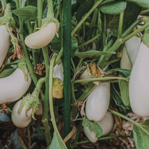 'Casper' variety of eggplant growing on the vine.