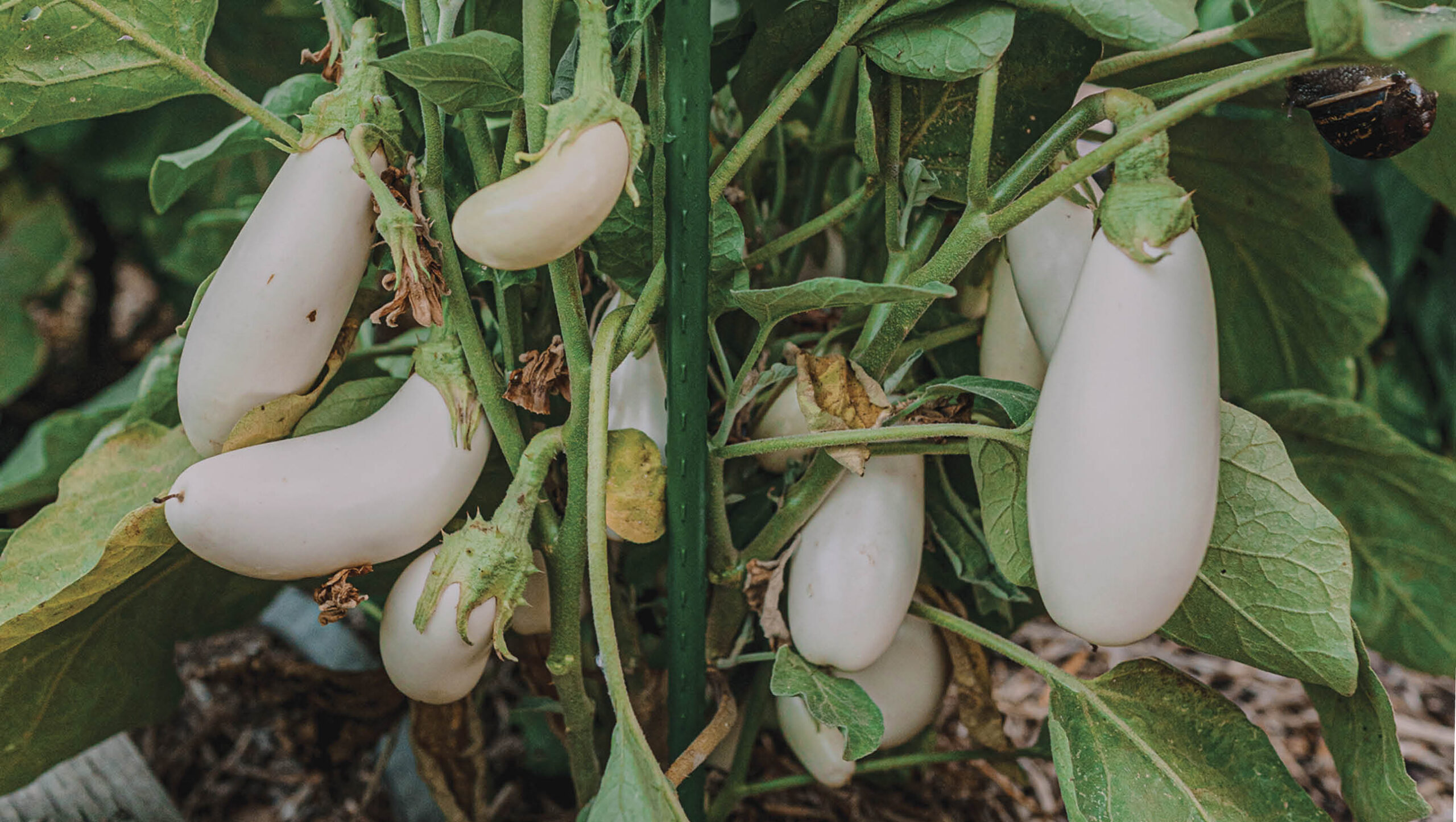 'Casper' variety of eggplant growing on the vine.
