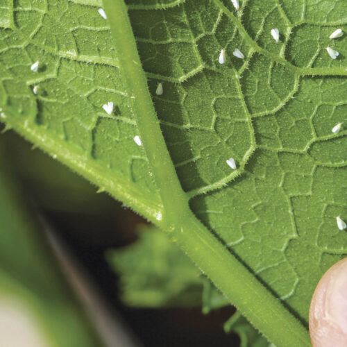 Silver whitefly on the back of a leaf.