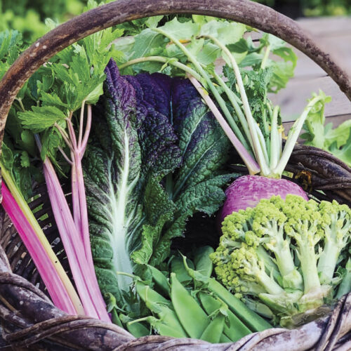 A basket of fresh vegetables including chard, kale, broccoli and peas.