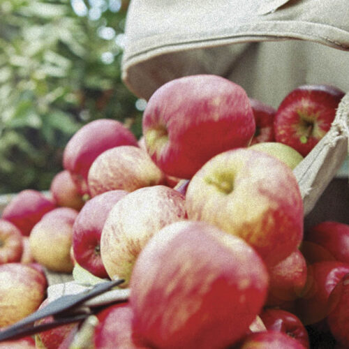 Apples harvested in Tasmania.