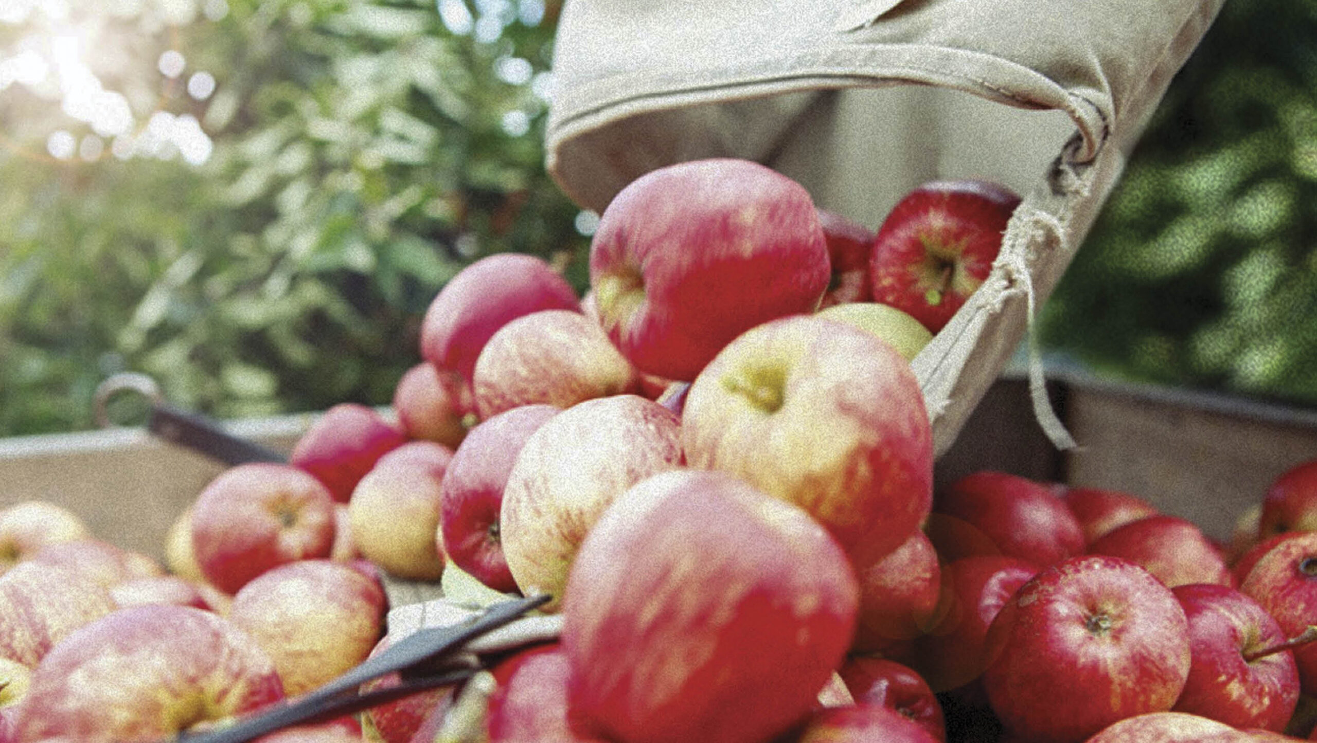 Apples harvested in Tasmania.