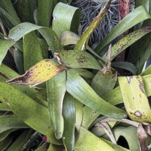 Bromeliad leaves