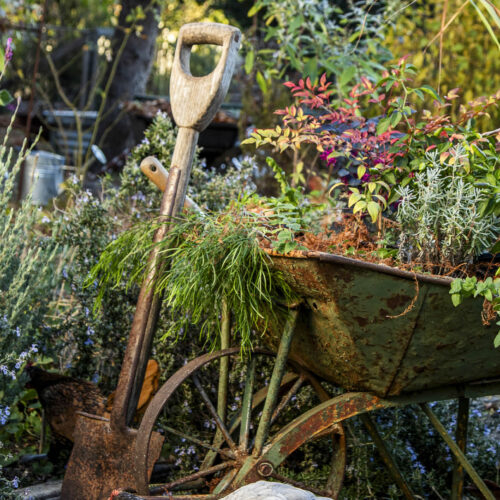 An old rusted wheelbarrow filled with flowers.