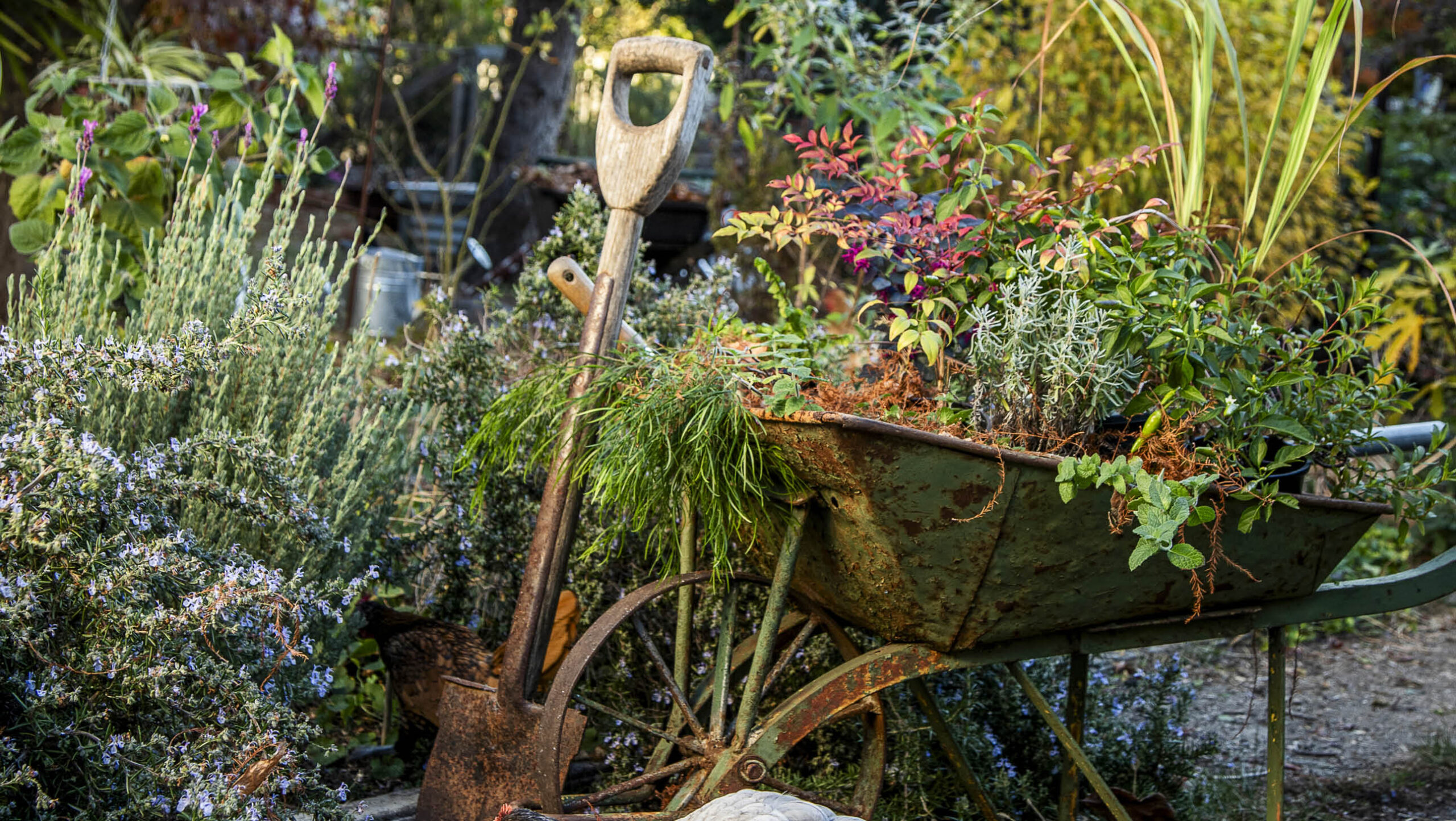 An old rusted wheelbarrow filled with flowers.