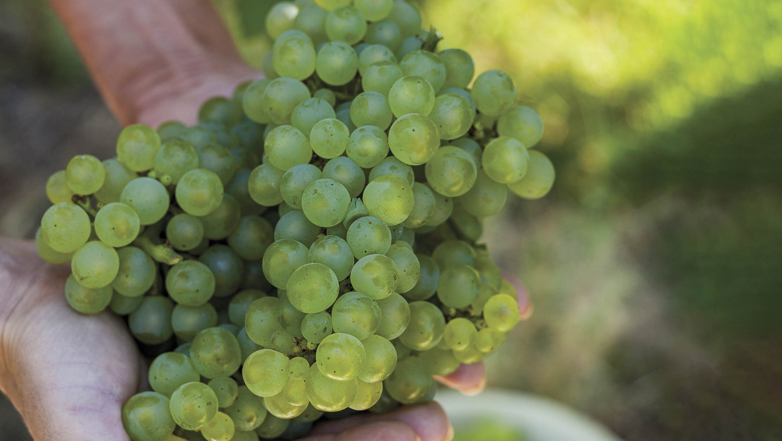 Green grapes in two hands.