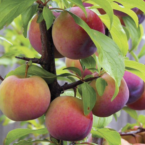 Plums ripening while on tree with green leaves.