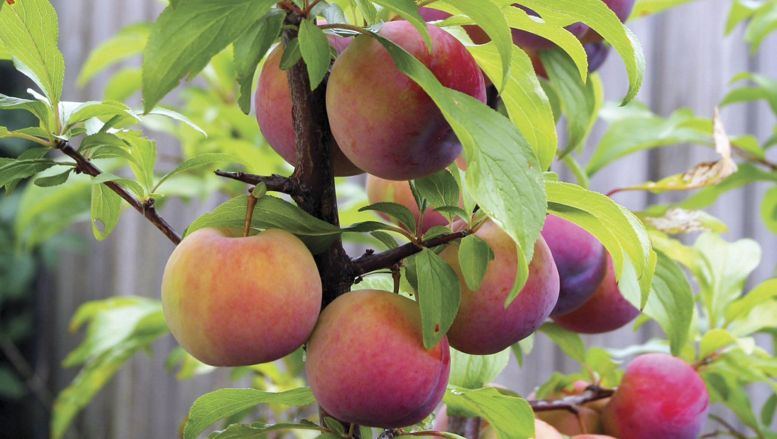 Plums ripening while on tree with green leaves.