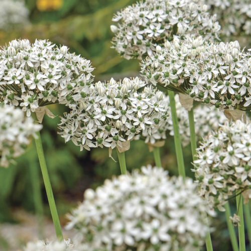 Alliums in flower.
