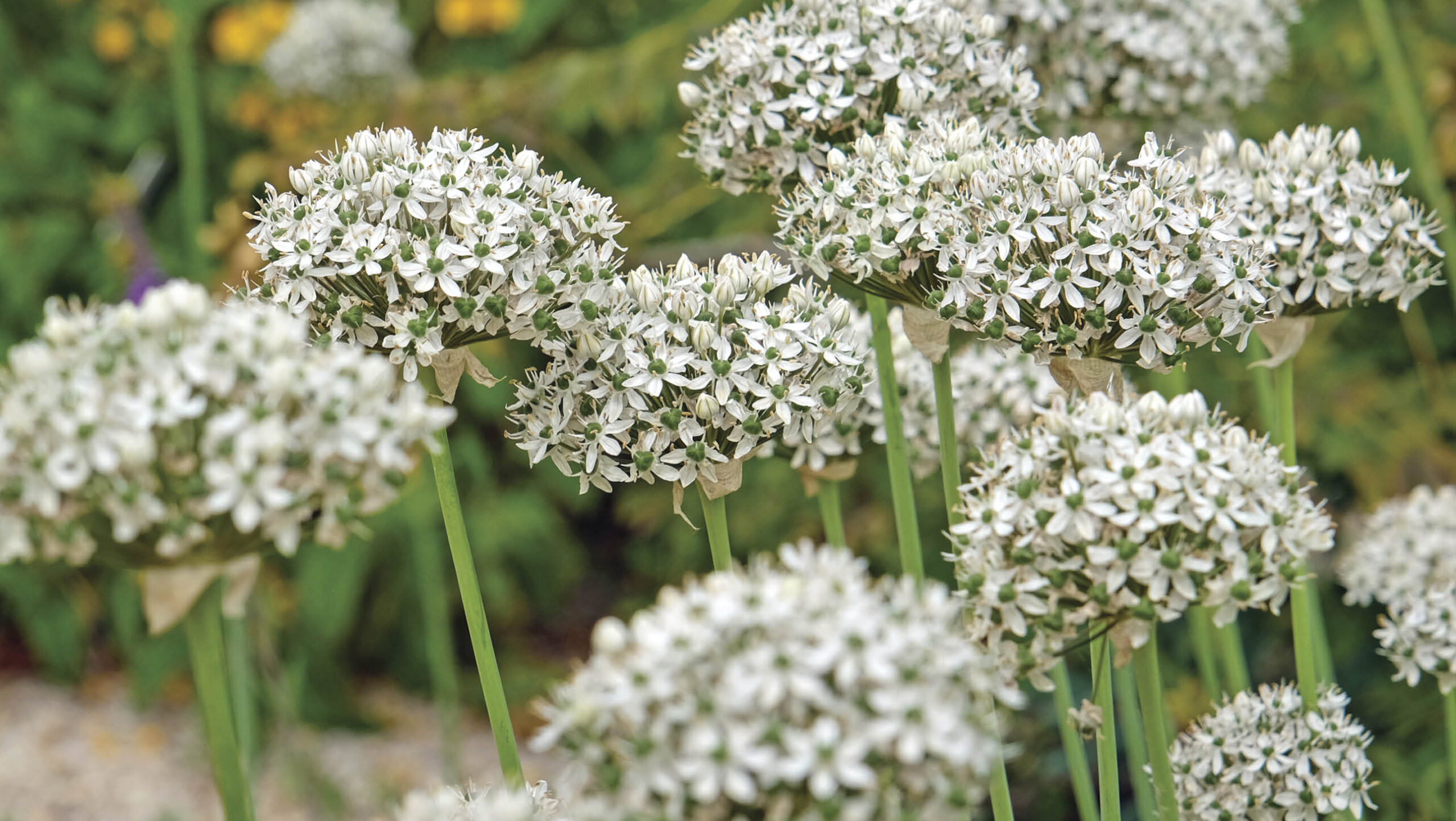Alliums in flower.