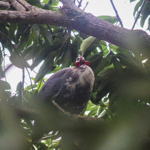 A guinea fowl roosting in a tree.
