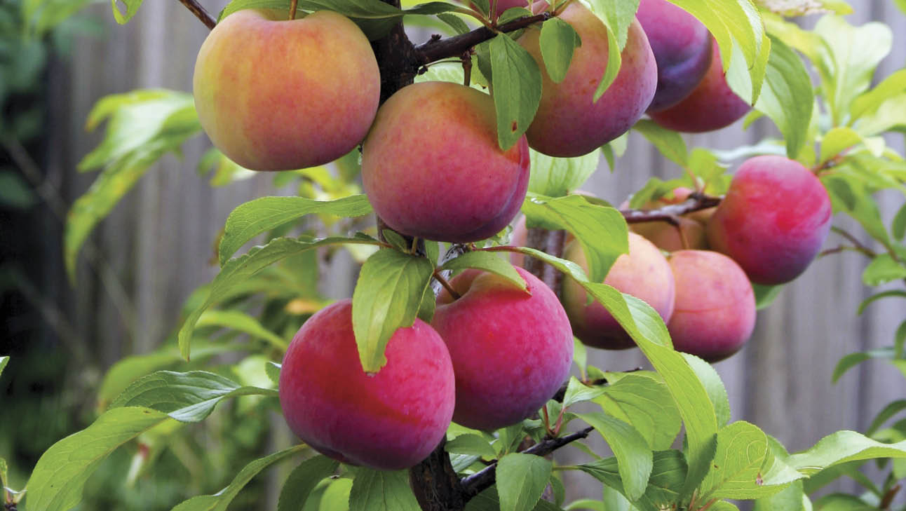 'Mongo Magic' native violet in a pot.