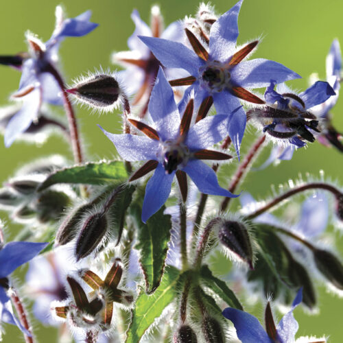Close up of the borage plant flowers and leaves.