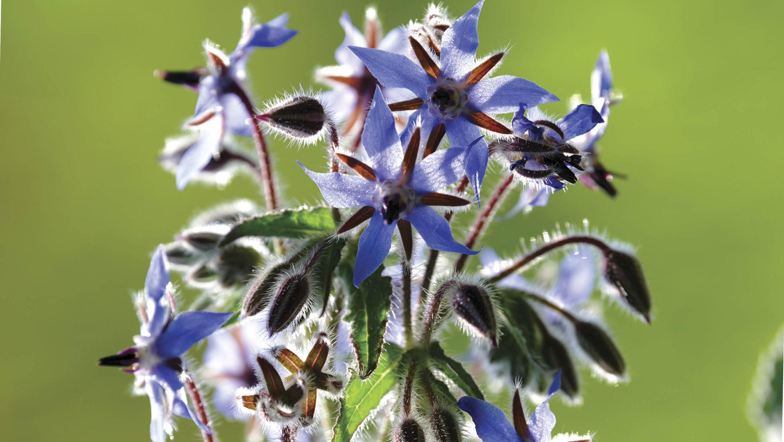 Close up of the borage plant flowers and leaves.
